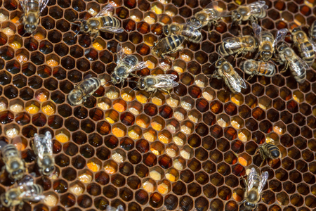 Bees working on honey cells. Close up macro.の写真素材