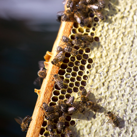 Work bees in hive Bees convert nectar into honey and close it in the honeycomb, and care for larvae