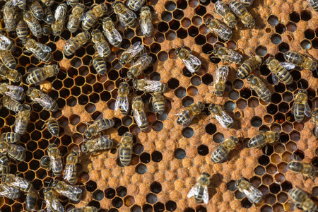 Close up view of the working bees on honeycells.