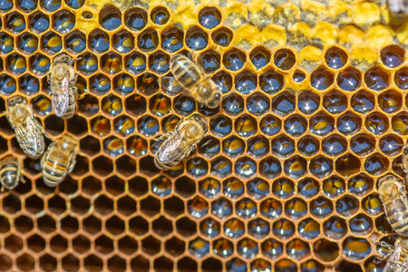 Close up view of the working bees on honeycells.の写真素材