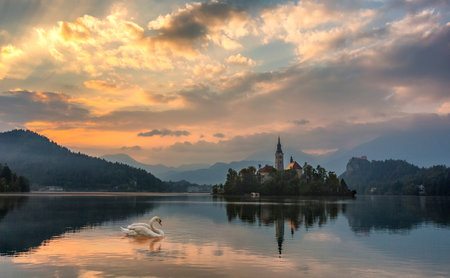 Swan sails along the lake Bled at dawn, in the background the island with a small churchの写真素材