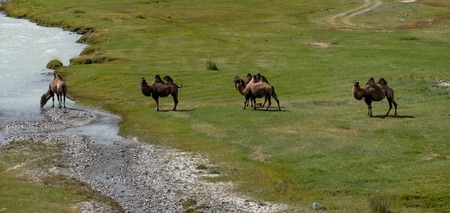 Wild nature of Altai mountainsの写真素材