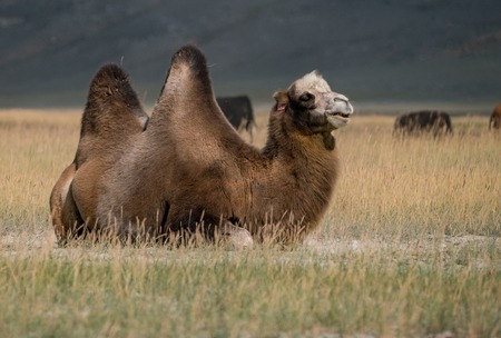 Wild nature of Altai mountainsの写真素材