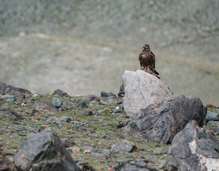 Wild nature of Altai mountains