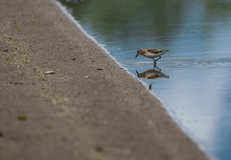 Wild nature of Altai mountainsの写真素材