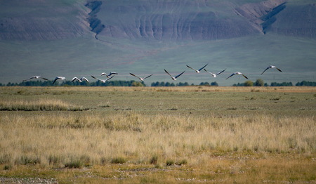 Wild nature of Altai mountainsの写真素材