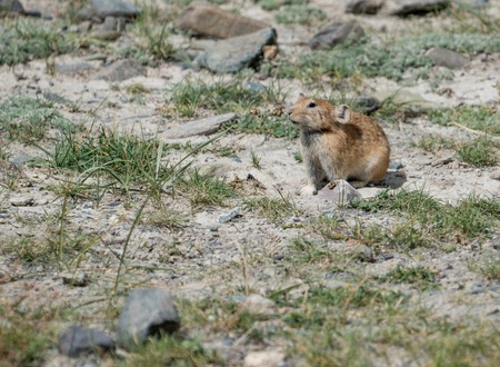 Wild nature of Altai mountainsの写真素材