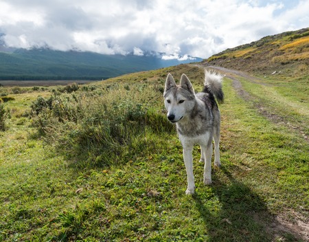 Wild nature of Altai mountainsの写真素材