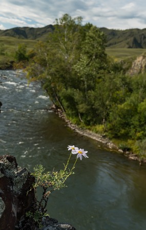 Nature of Altai mountainsの写真素材