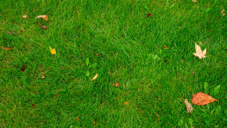 Orange-yellow leaf lies at the green grass