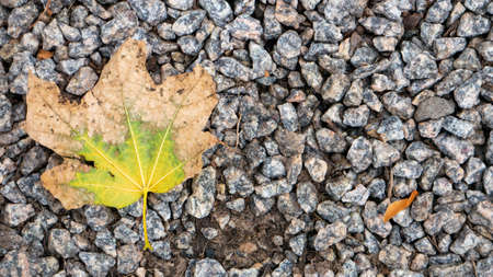 One leave fell on the gravel road