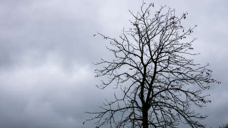 Autumn tree without leaves on a background of gray sky with cloudsの写真素材