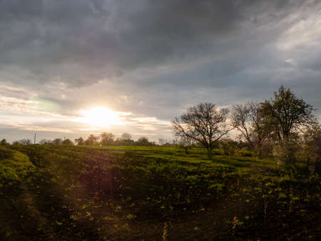 Beautiful sunset and tree in the village