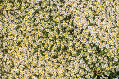 Texture, pharmaceutical chamomile medicinal plant in a meadow on a sunny day.の写真素材