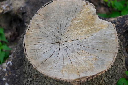 cut hemp tree annual rings