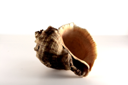 shellの写真素材