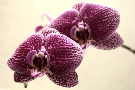 red orchidの写真素材