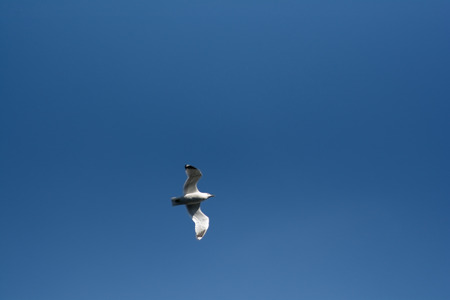 flight of a seagull highly in the blue skyの写真素材