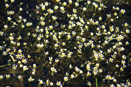 flowering aquatic plants in a small forest riverの写真素材
