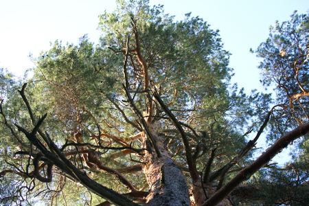 very old huge pine tree growing on the banks of the riverの写真素材
