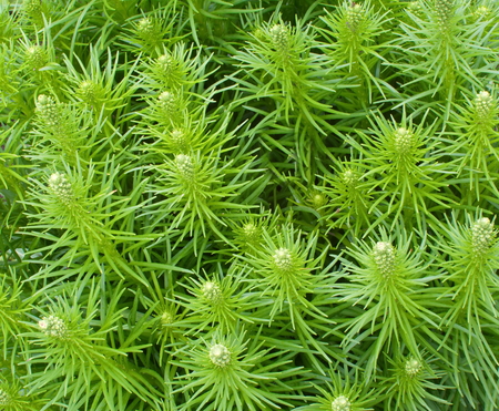 plant background from green stems and leaves of liatrisの写真素材