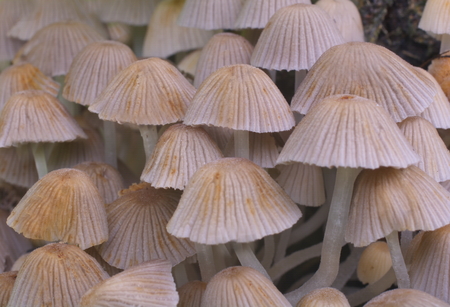 plant background of the many gray mushroomsの写真素材
