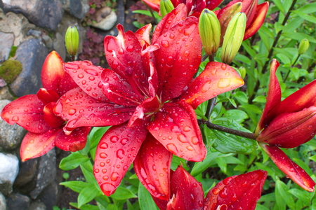 inflorescence red black lilies in the rainの写真素材