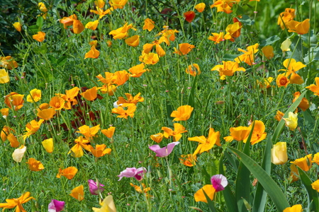 bright floral background of orange flowers eshsholtsiyaの写真素材