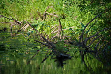 noon on a small forest riverの写真素材