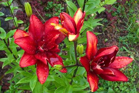inflorescence red black lilies in the rainの写真素材