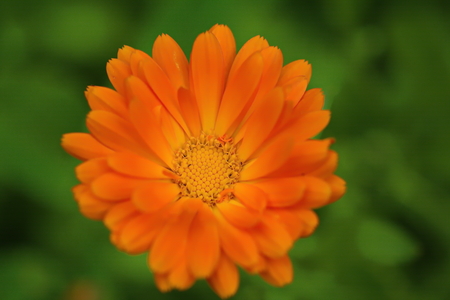 large bright orange flower of calendula closeupの写真素材
