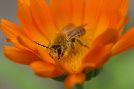 bee on a bright orange flower of calendula closeupの写真素材