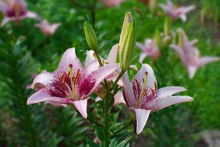three great spotted flower light pink lily closeupの写真素材