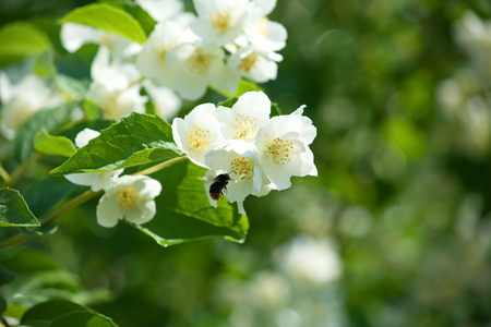 bright bumblebee tries to land on the flower jasmineの写真素材