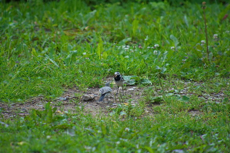 Wagtail with prey in its beak and her chickの写真素材