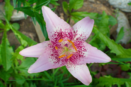 large colorful flower light pink lily closeupの写真素材