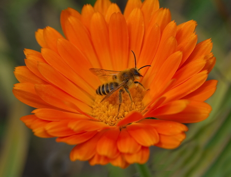 bee on a bright orange flower of calendula closeupの写真素材