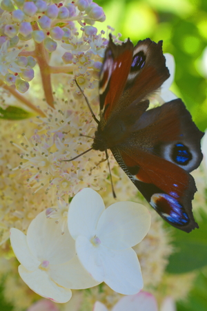 bright butterfly collects nectar with white flowerの写真素材