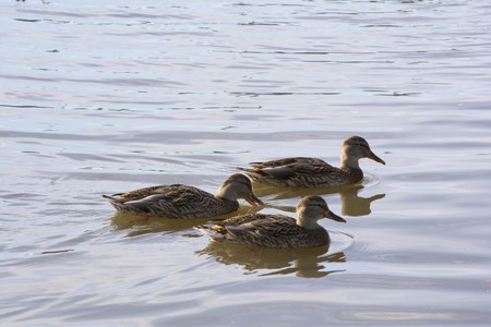three ducks swim and search for food in clean river waterの写真素材