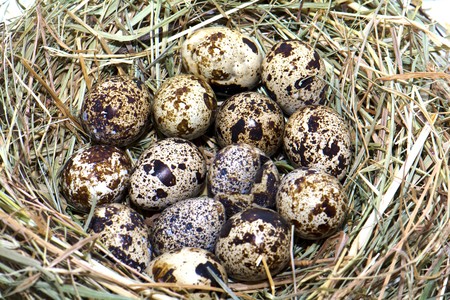 a nest with eggs of the bird from hay shot closeupの写真素材