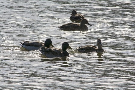 a flock of ducks swims in the clean river waterの写真素材