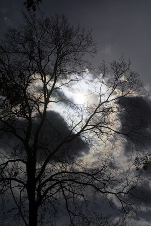 tree against the autumn sky before a bad weatherの写真素材