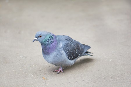 a lone dove walking along the pavement in search of foodの写真素材