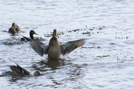 big duck flaps its wings and shakes off water after divingの写真素材