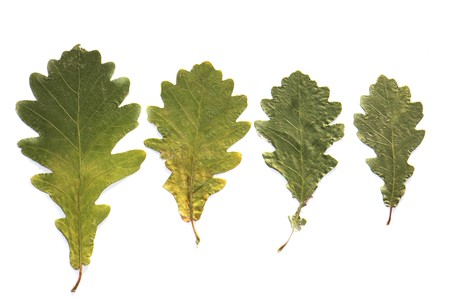 dry green autumn oak leaves isolated on white backgroundの写真素材