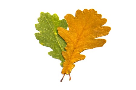 dry yellow and green autumn oak leaves isolated on white backgroundの写真素材