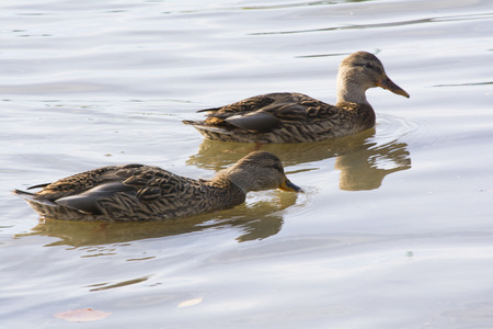 two ducks swim and search for food in clean river waterの写真素材