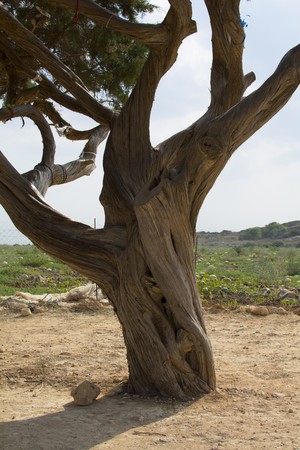 wish fulfilling tree is a very old juniper in Cyprusの写真素材