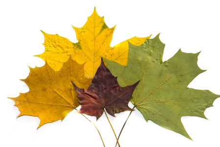 multicolor maple dry leaves isolated on white backgroundの写真素材