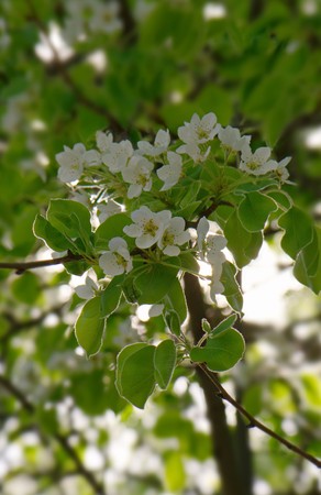 bright white fluffy spring flowers of apple treesの写真素材